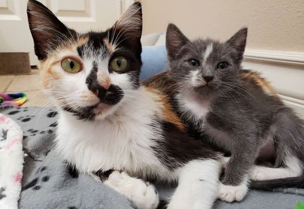 calico cat, cat mom and kitten