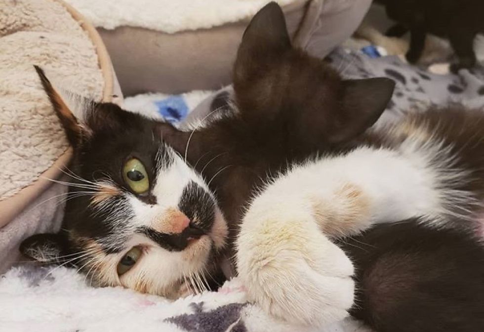 calico cat, cat mom, cuddle