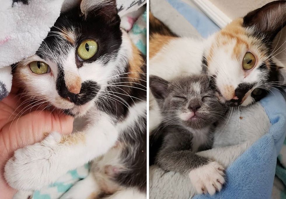 calico cat, cuddle, kitten