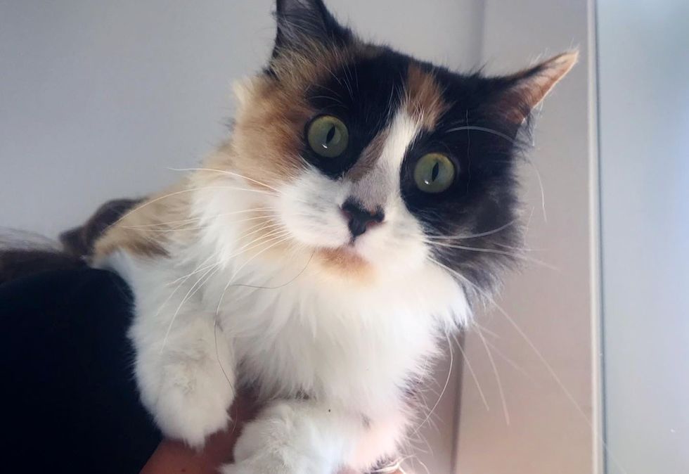 calico cat, cute kitten