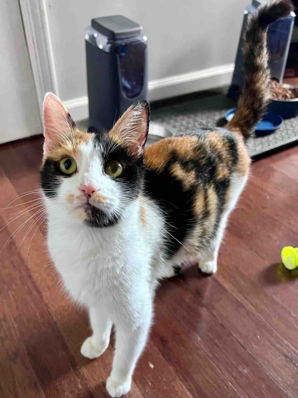 calico cat foster home