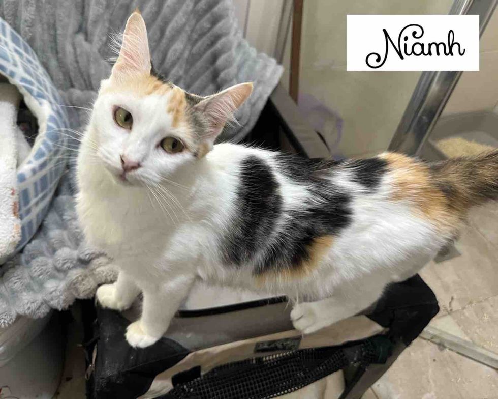 calico cat friendly happy