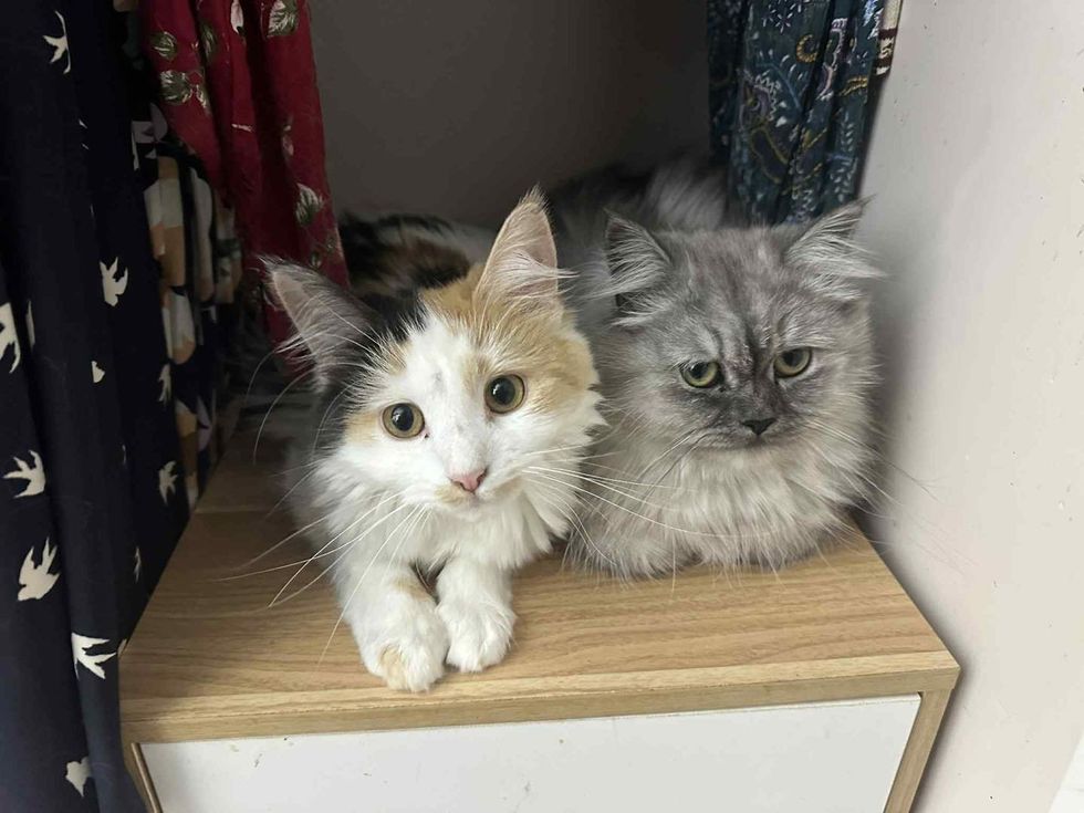 calico cat gray fluffy