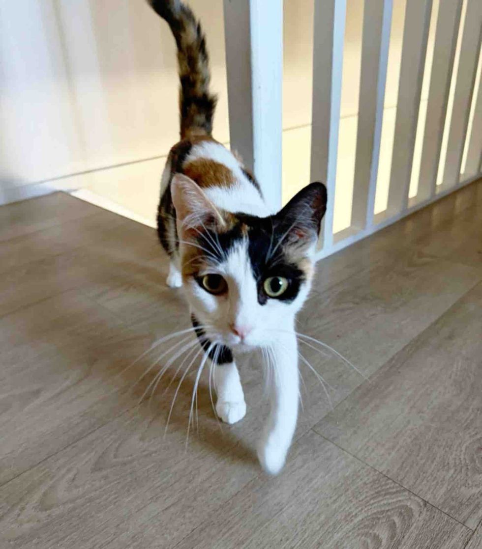 calico cat greeting friendly