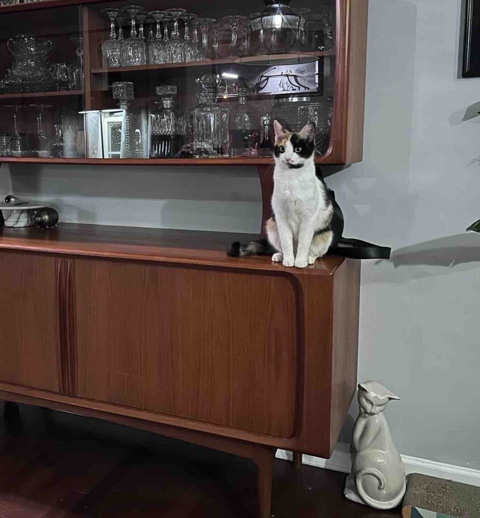 calico cat house supervisor