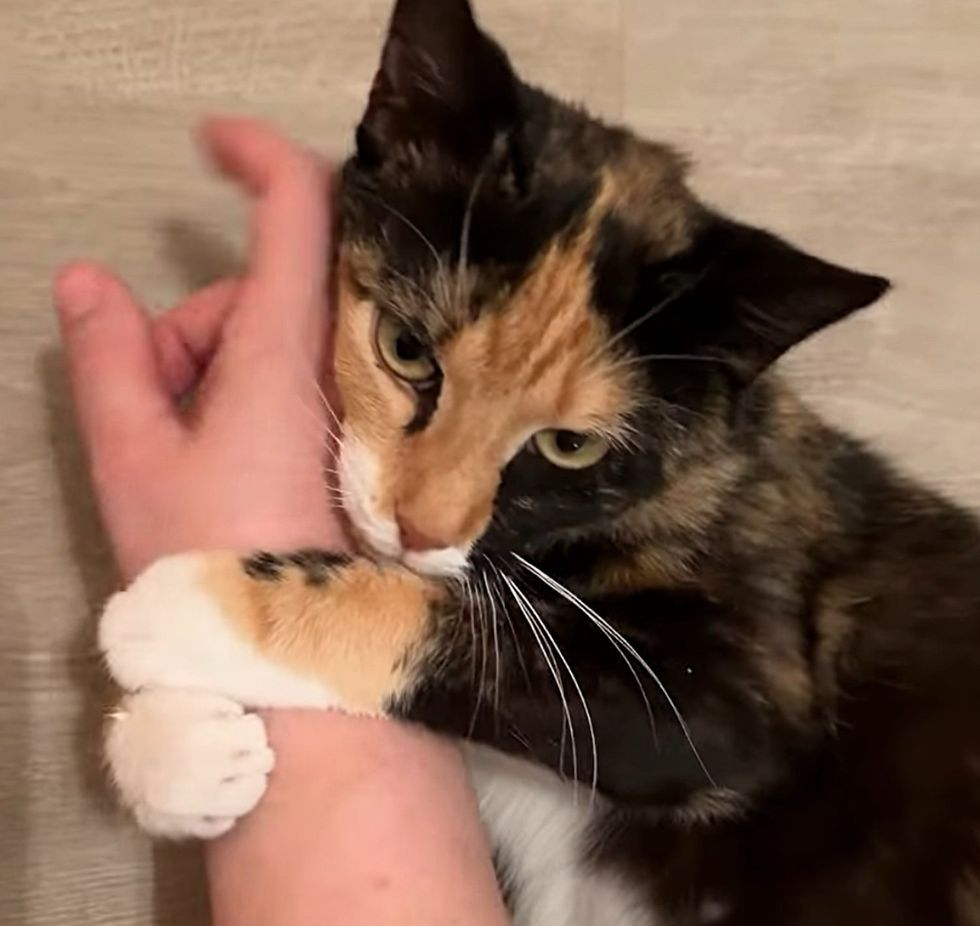 calico cat hug