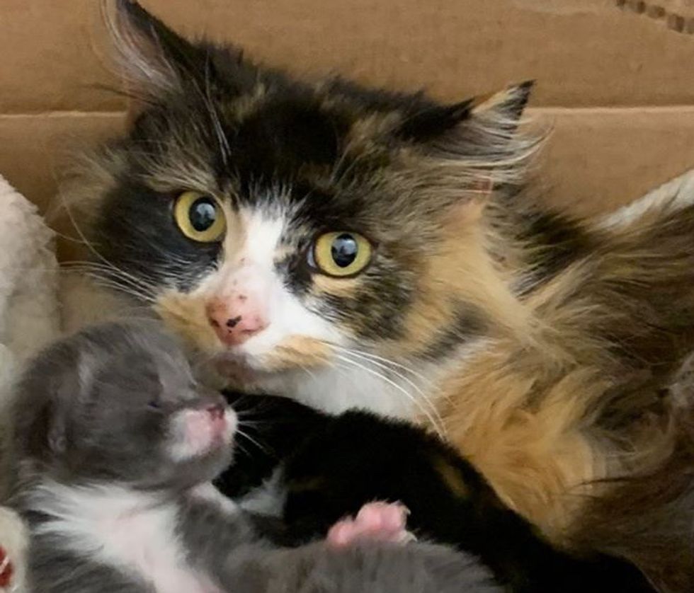 calico, cat, kitten, mom