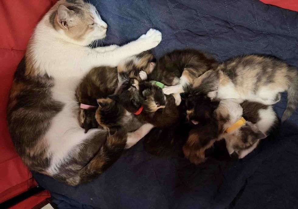 calico cat kittens snuggles