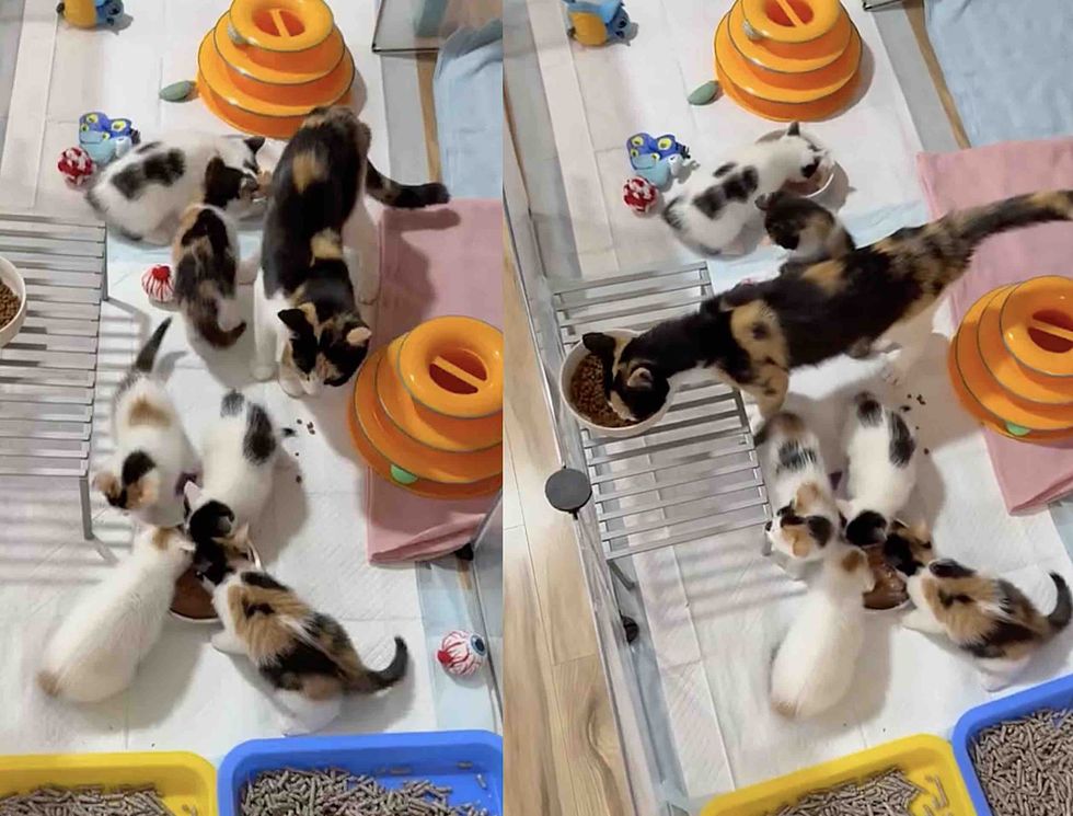 calico cat kittens