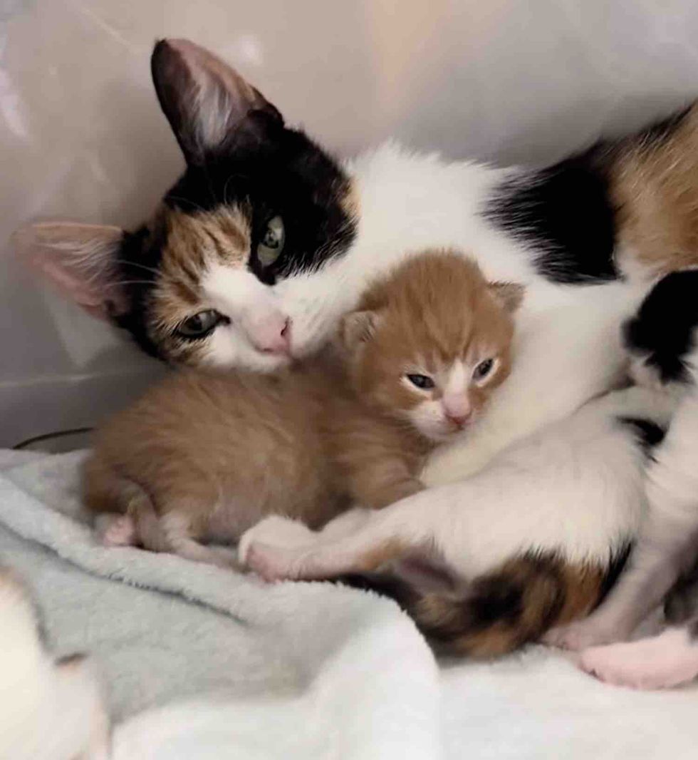 リーバと子猫たちのハグ