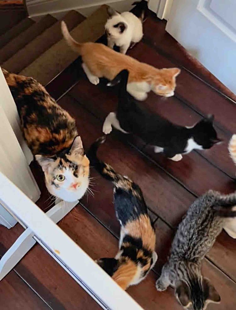 calico cat mother kittens