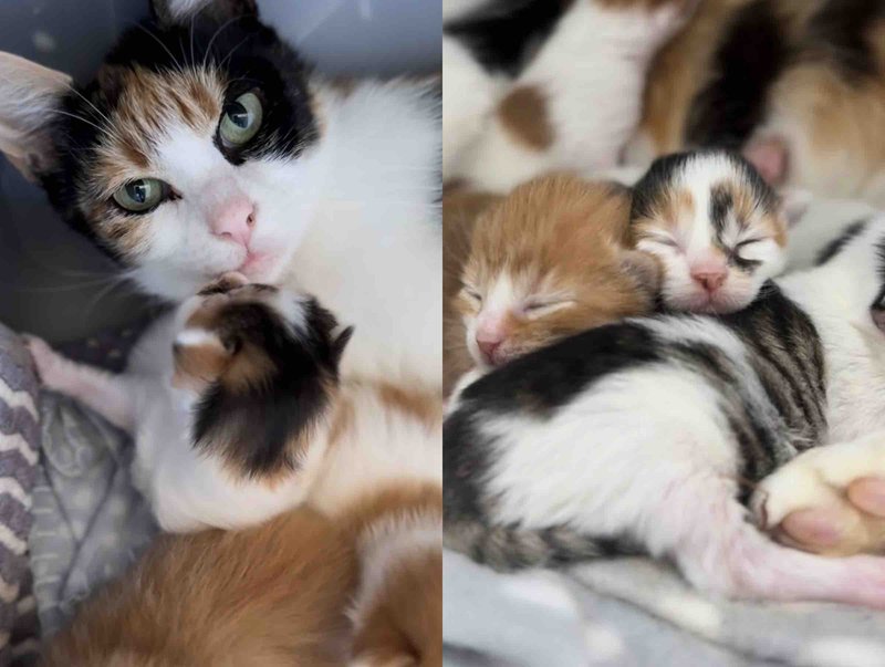 calico cat mother kittens