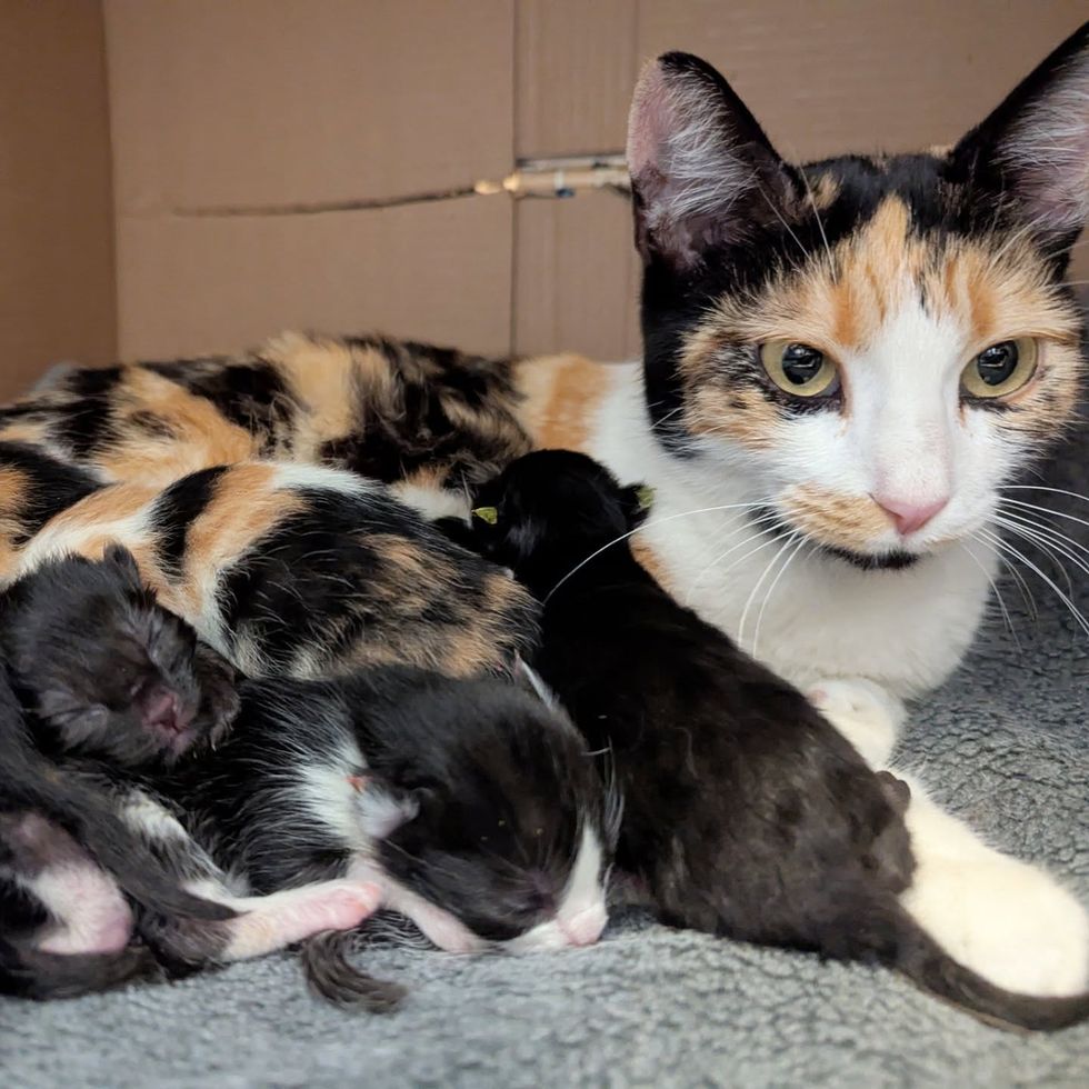 calico cat newborn kittens