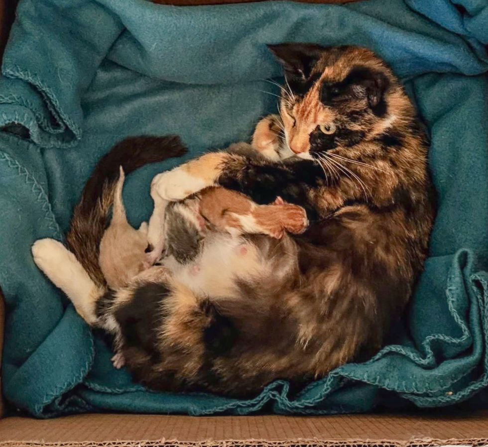 calico cat newborn kittens