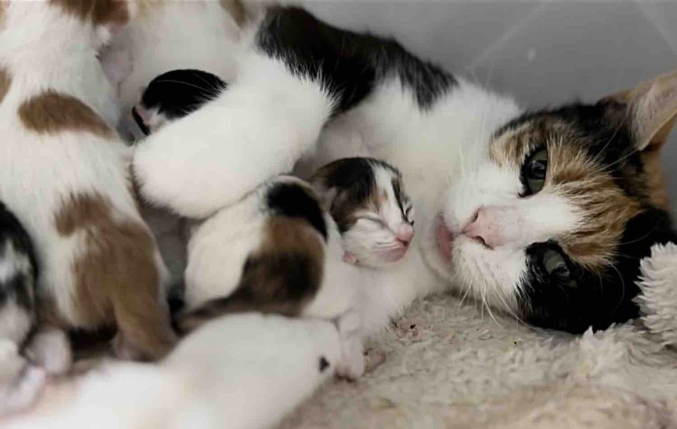 calico cat newborn kittens