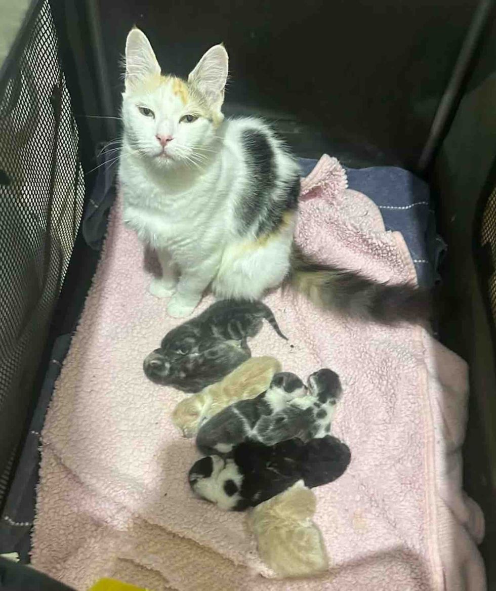 calico cat newborn kittens