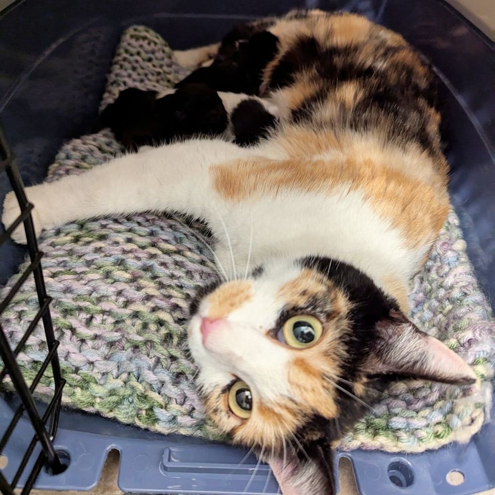 calico cat nursing kittens