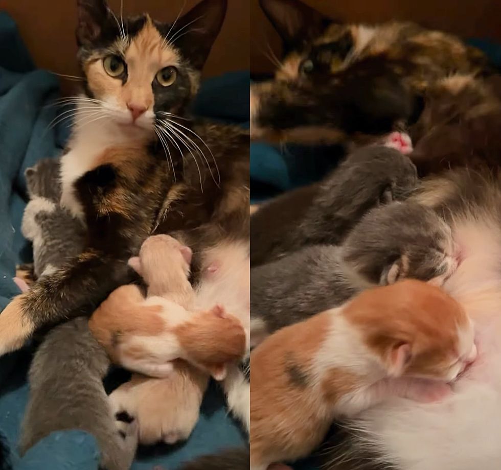 calico cat nursing kittens