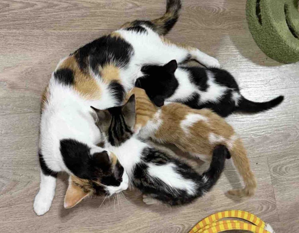 calico cat nursing kittens