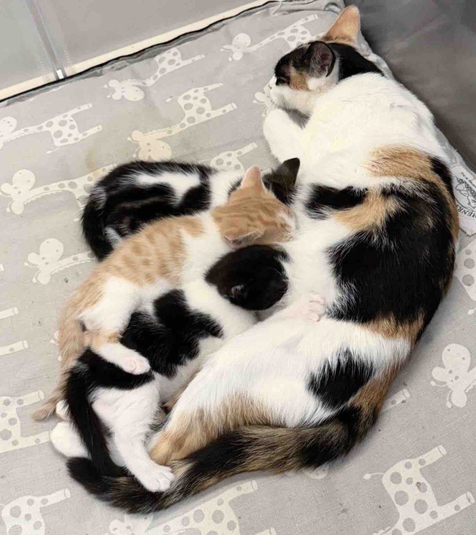 calico cat nursing kittens