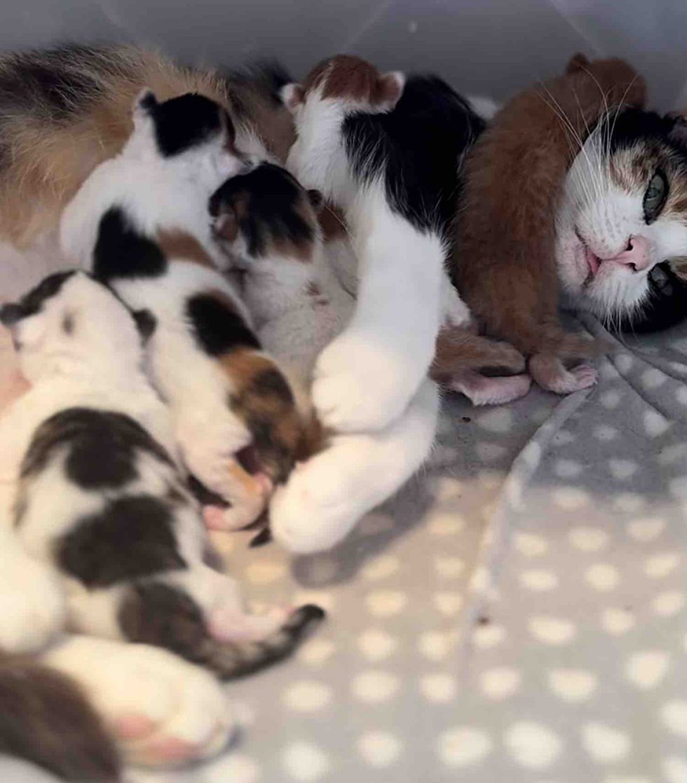 calico cat nursing kittens