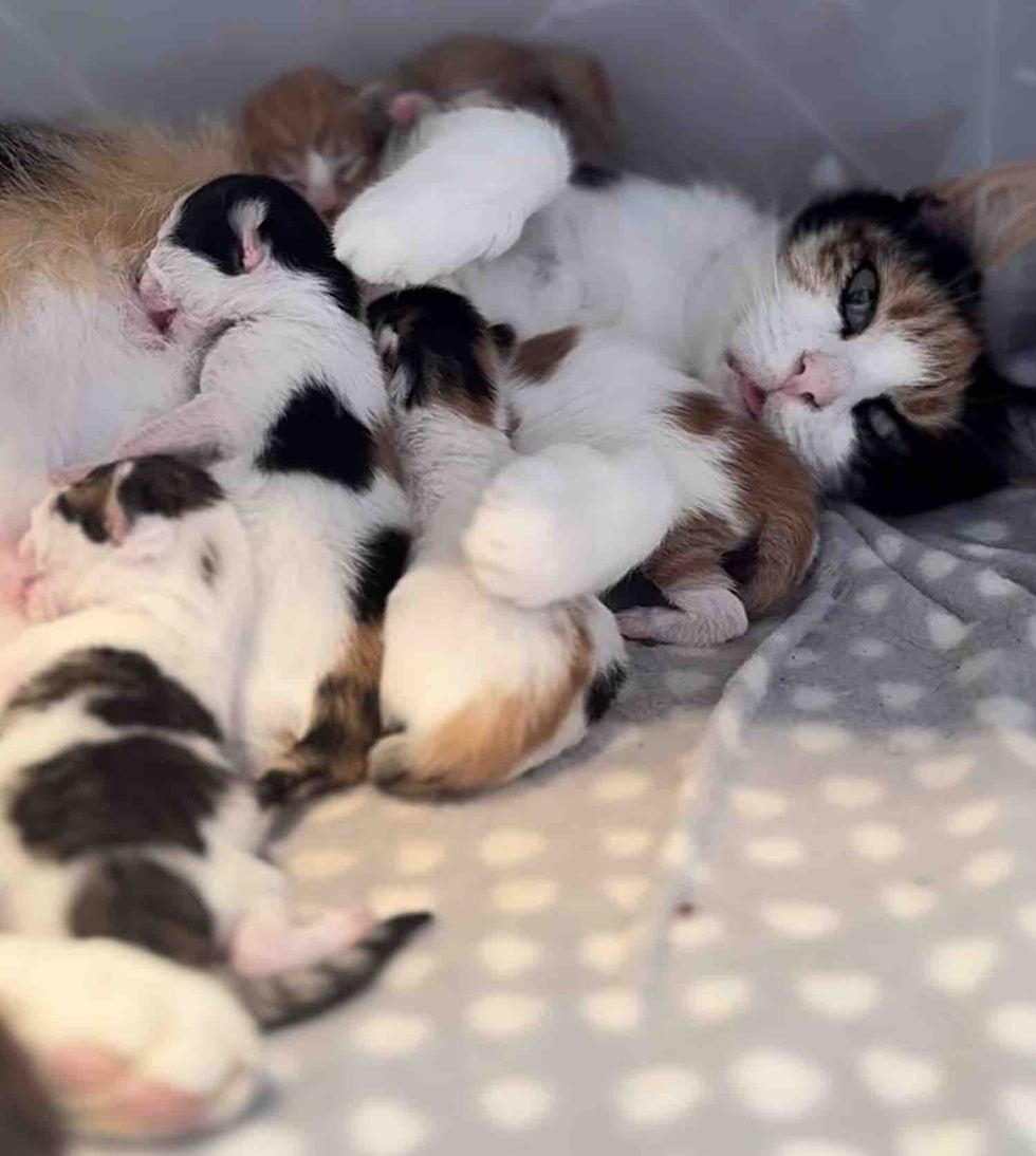 calico cat nursing kittens