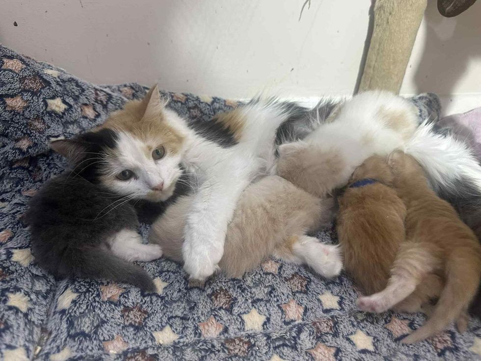calico cat nursing kittens