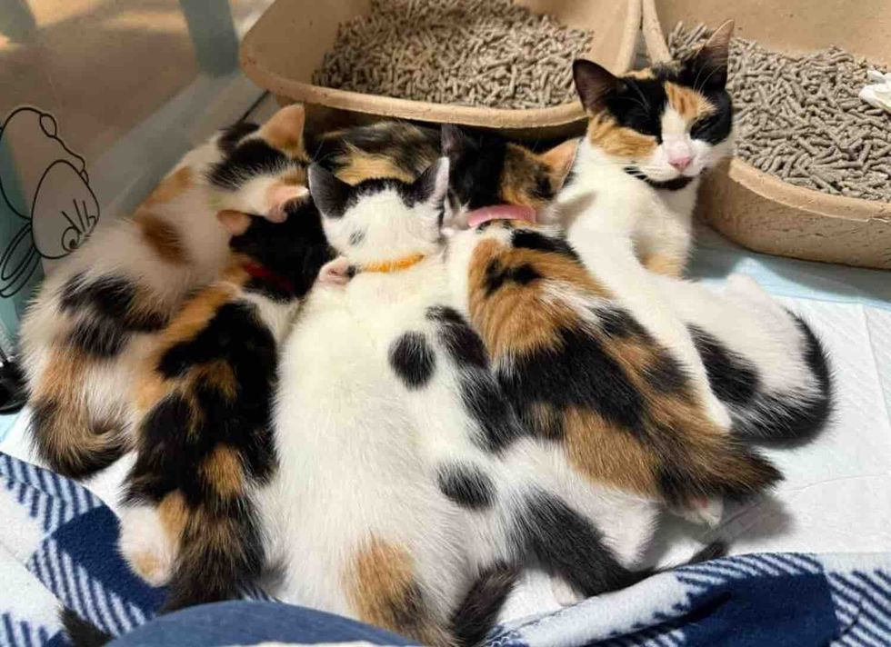 calico cat nursing kittens