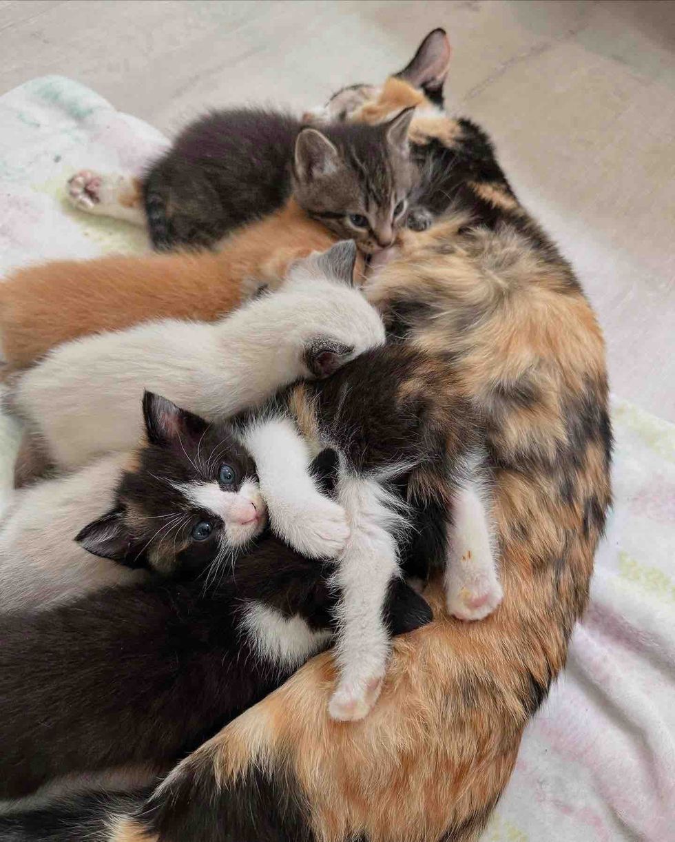 calico cat nursing kittens