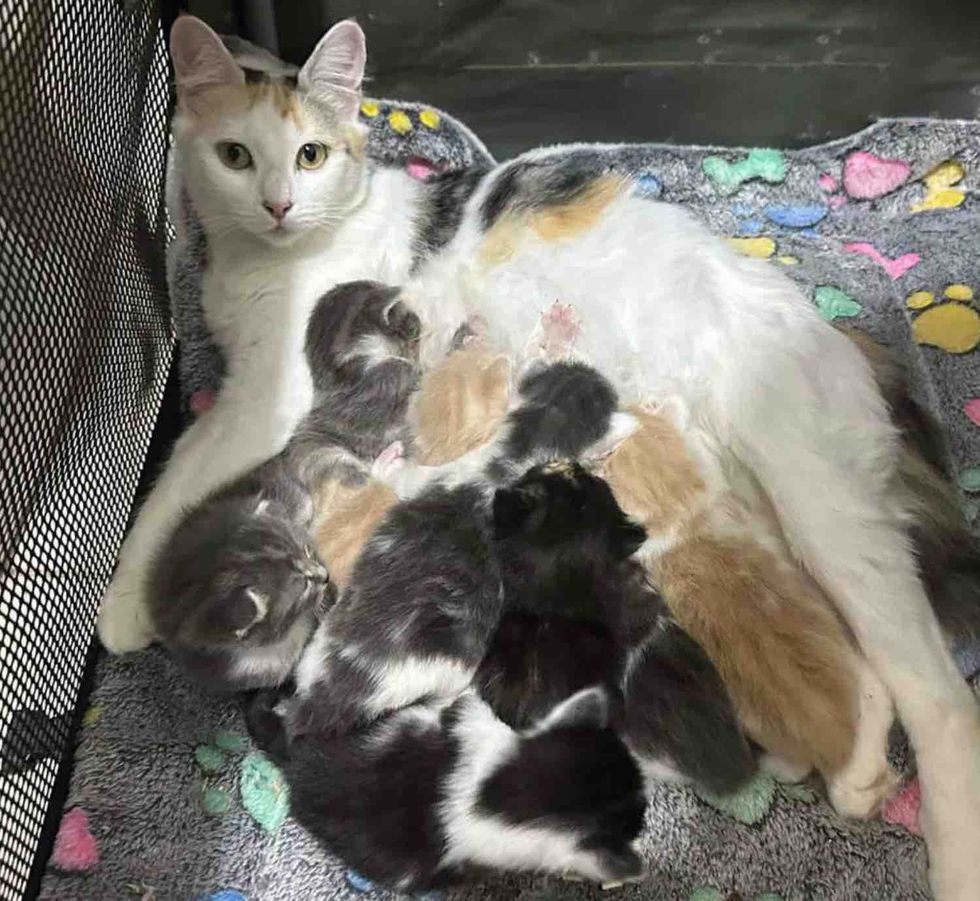 Kind People Welcome a Shelter Cat Who Needed a Place to Land, She Arrives with 8 Little Ones by Her Side