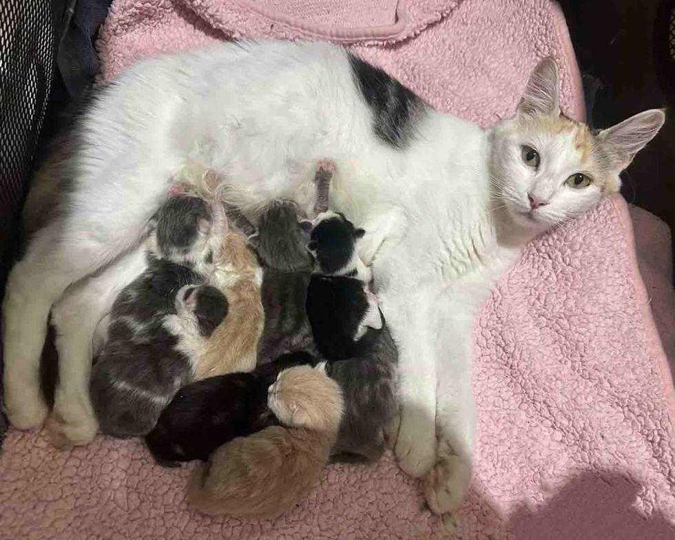 calico cat nursing kittens
