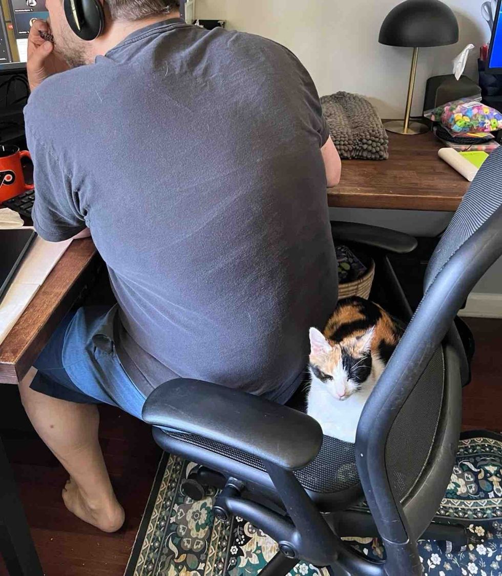 calico cat office chair