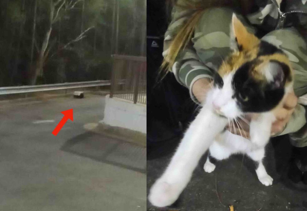 calico cat parking lot