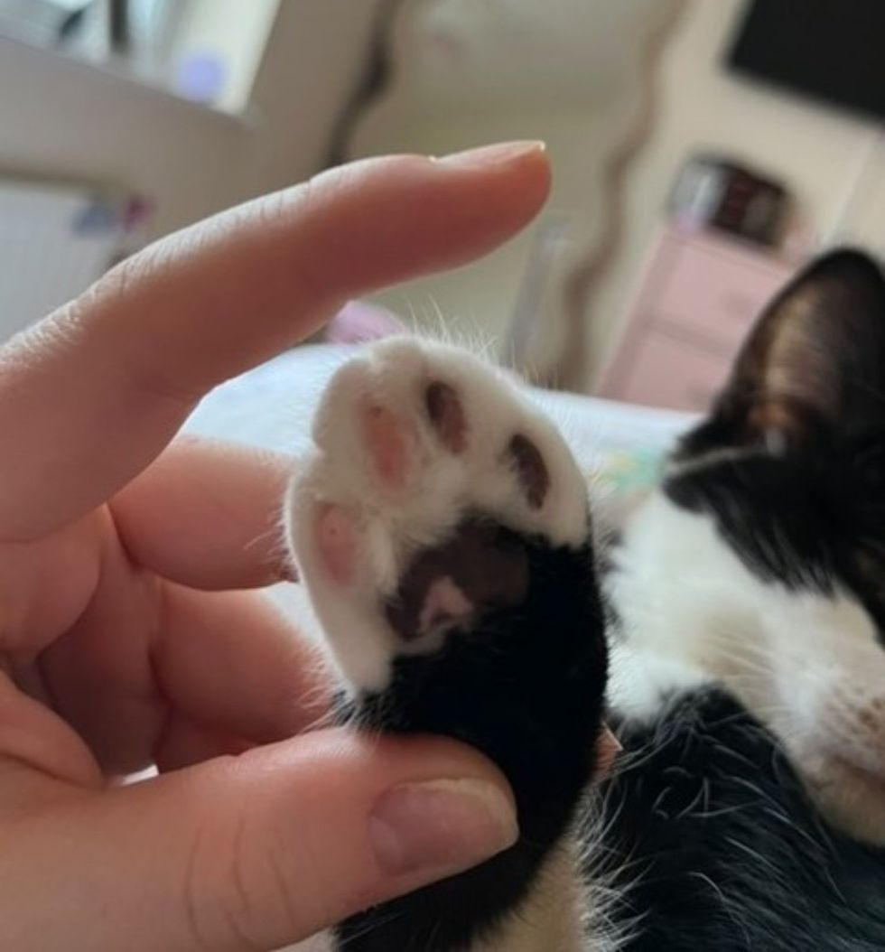 calico cat paw heart