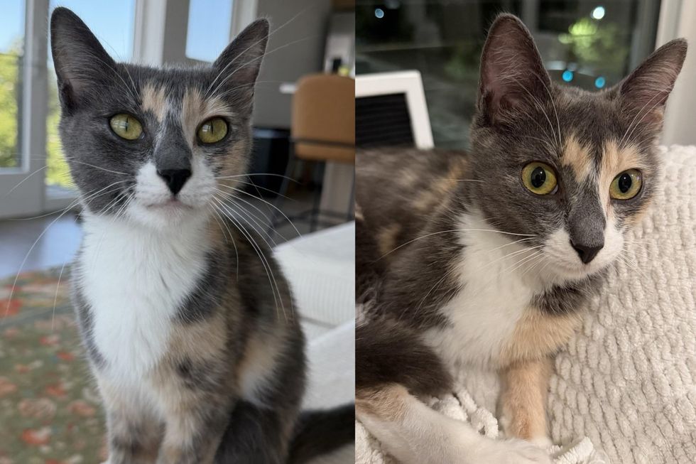 Calico cat portrait, pupils small. (left) Calico cat resting on whit blanket with wide eyes. (right)