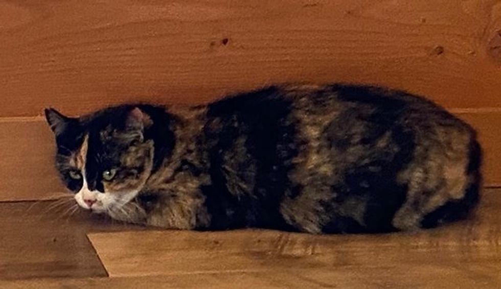 calico cat, rescued cat