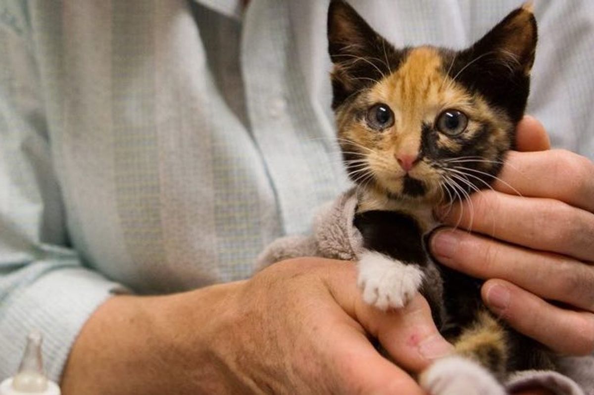 calico cat rescued from being wedged between sheds
