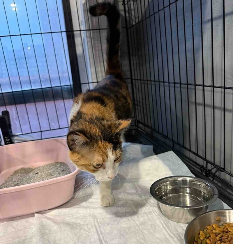 calico cat safe indoors