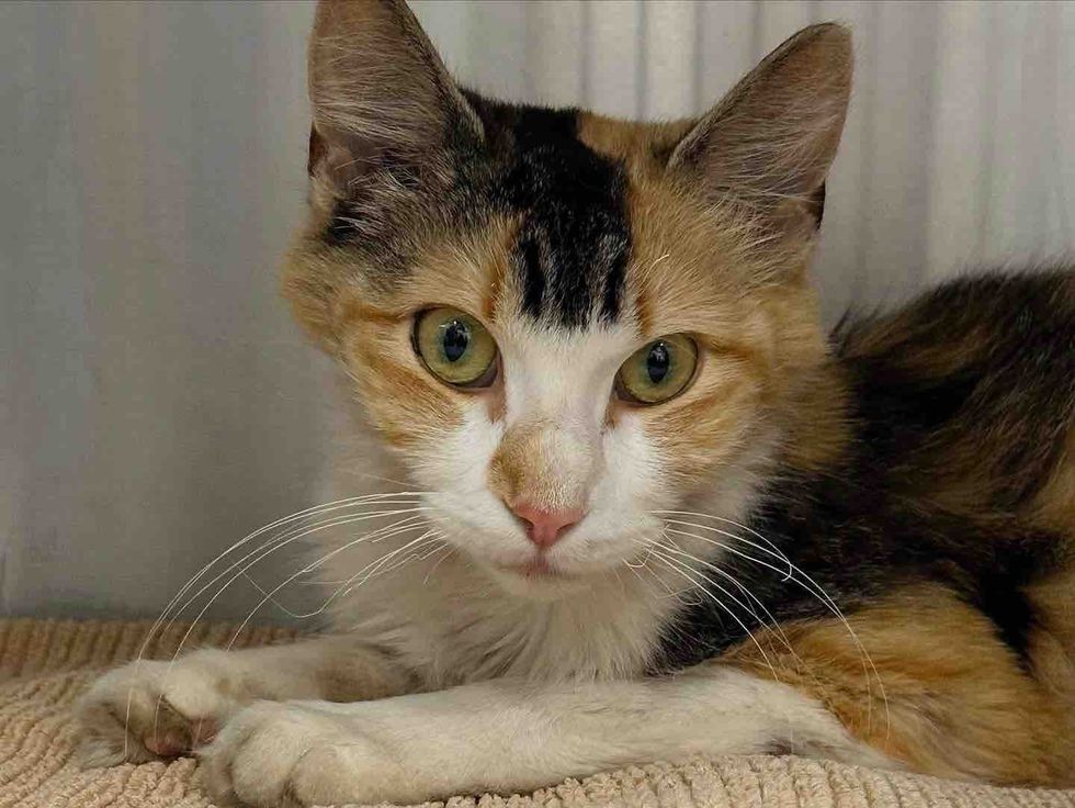calico cat shelter