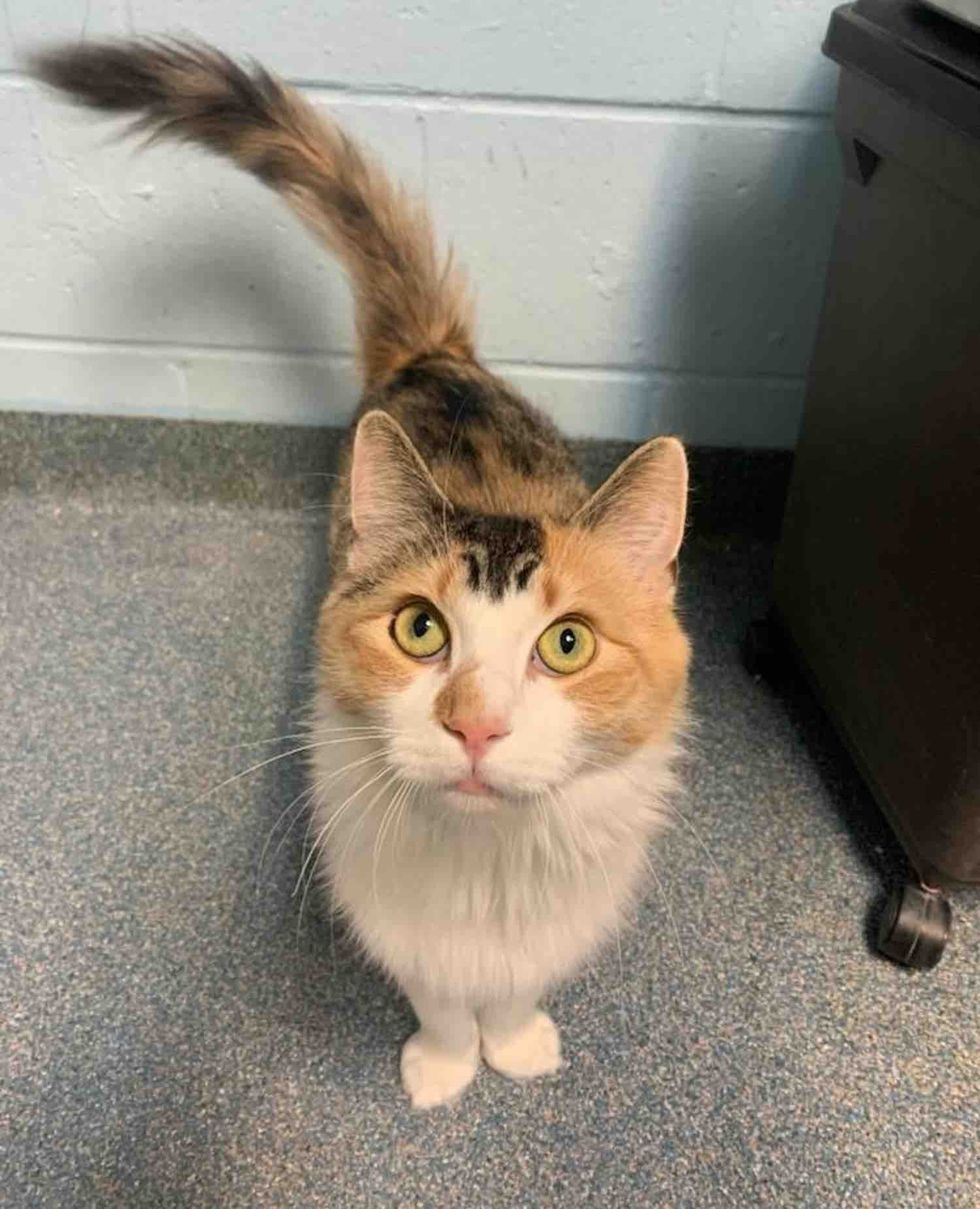calico cat shelter