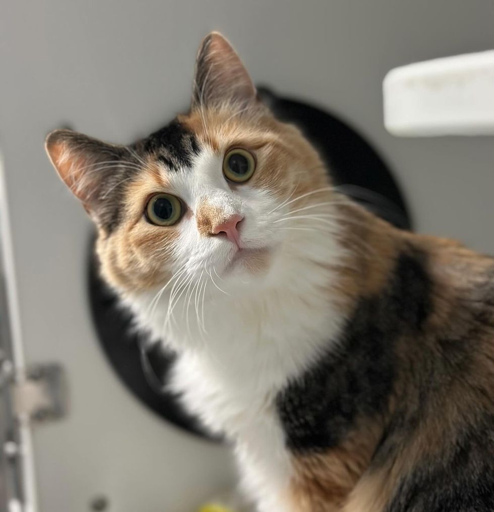 calico cat shelter
