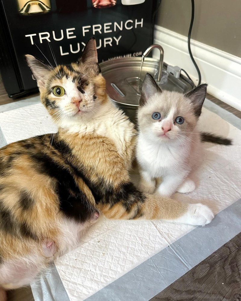 calico cat siamese kitten