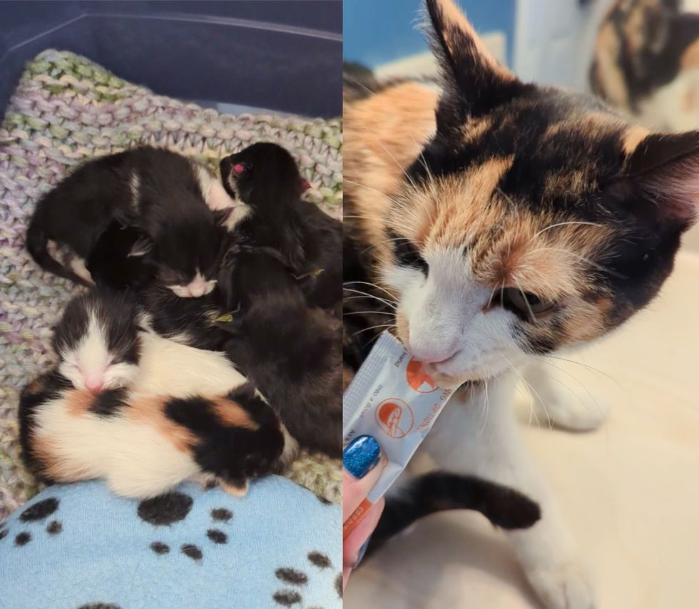 calico cat sleeping kittens