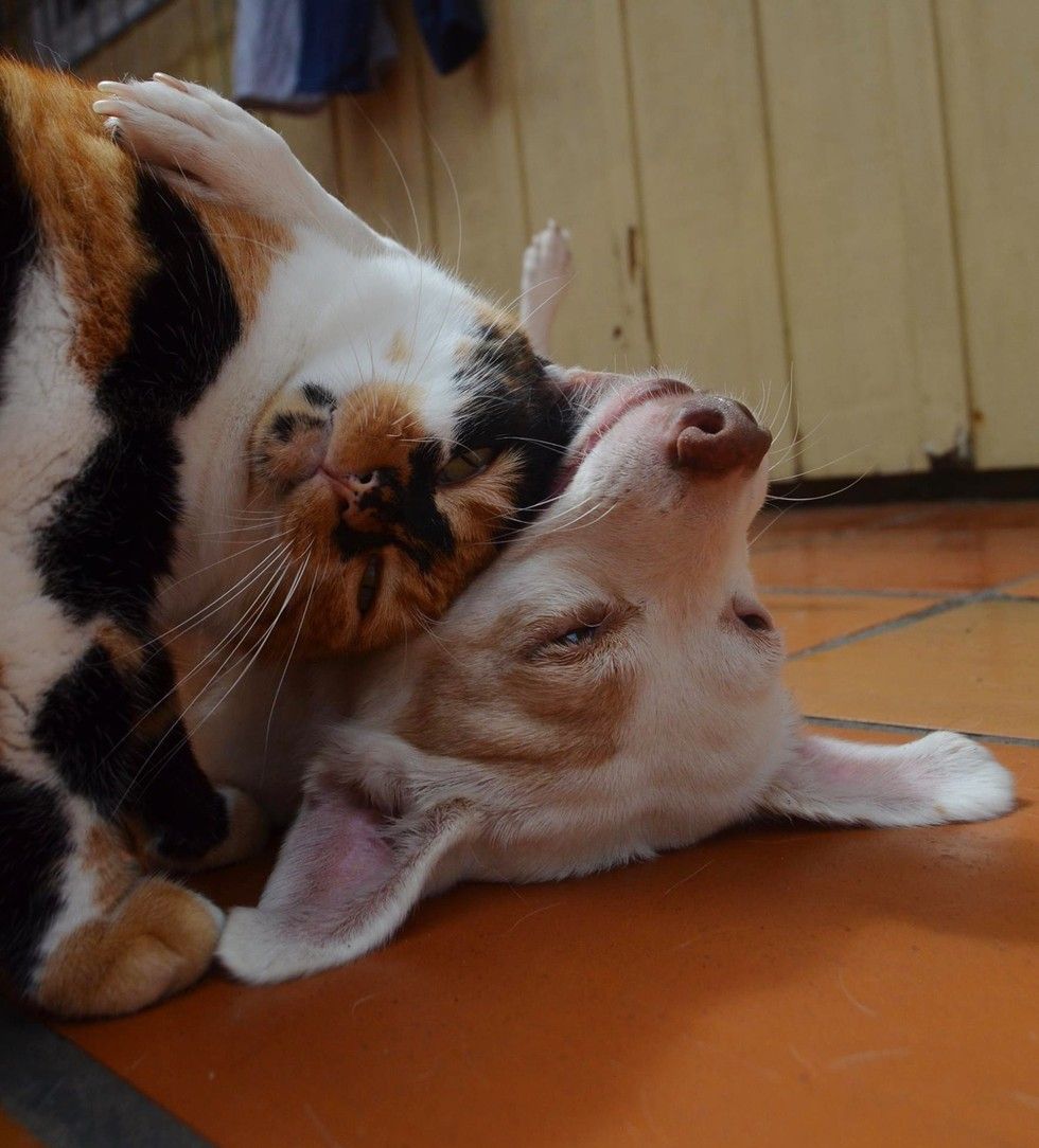 calico cat snuggles dog love headbump headbutt