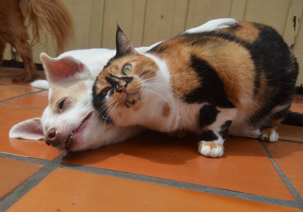 calico cat snuggles dog love