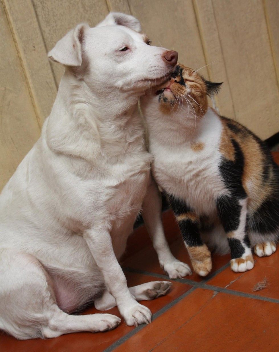 calico cat snuggles dog love
