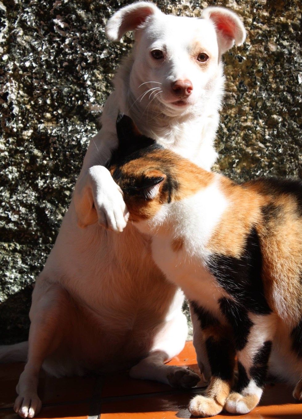calico cat snuggles dog love