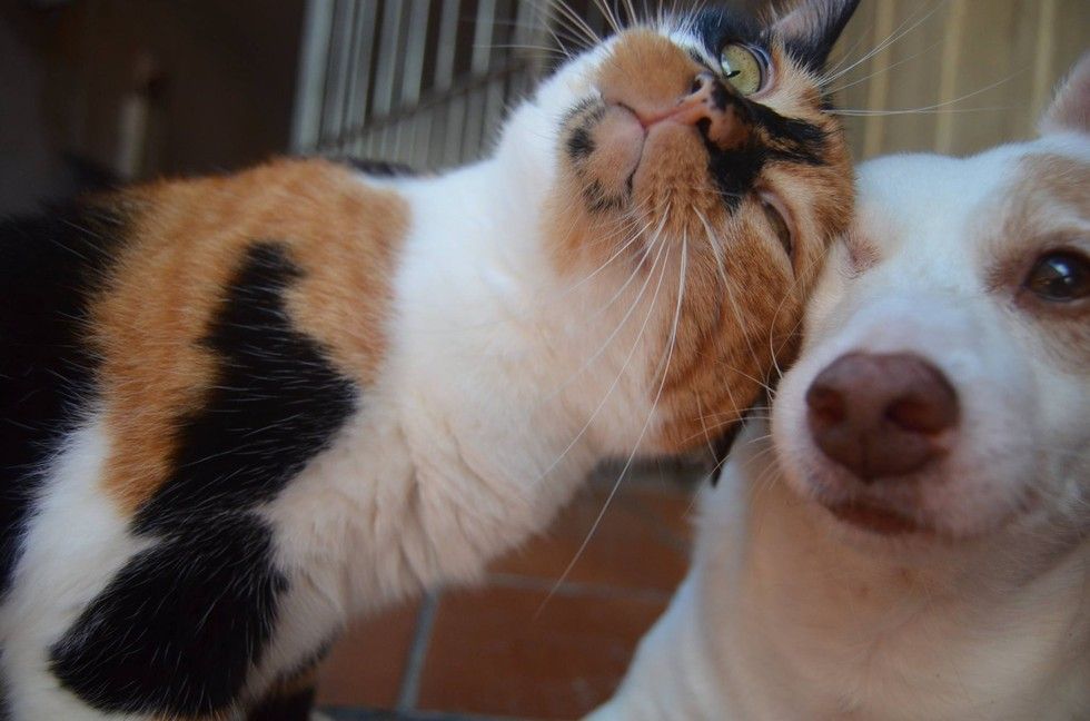 calico cat snuggles dog love
