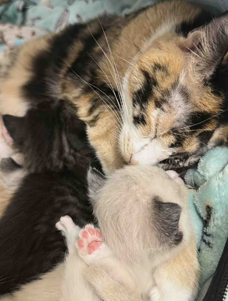 calico cat snuggles kittens