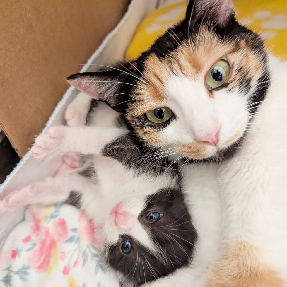calico cat snuggling kitten